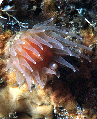 Photo of Caryophyllia alaskensis by <a href="http://www.asnailsodyssey.com/">thomas carefoot</a>